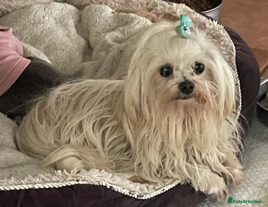 Mixed Breed dogs for sale: XXXXS Gorgeous Maltese X Chihuahua Malchi Puppies  - Advert 11