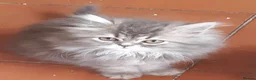 Siberian cats for sale: Absolutely Fabulous Kittens - Advert 30