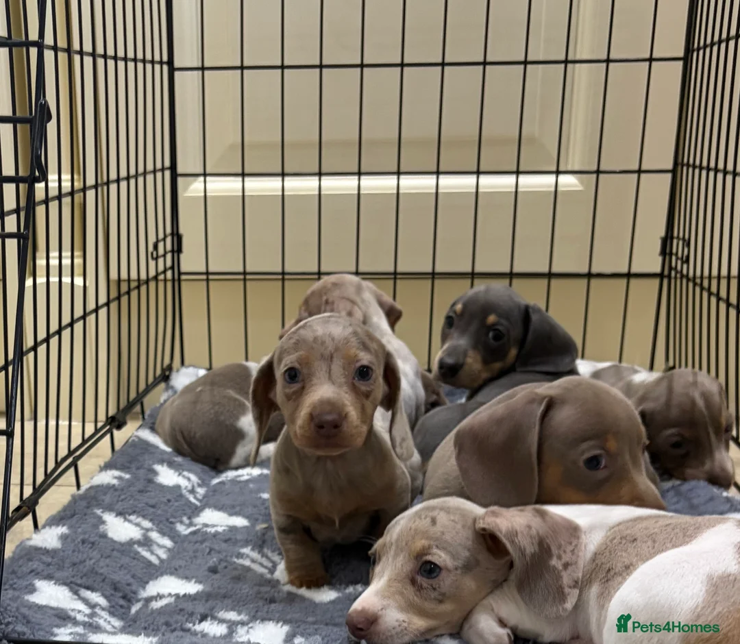 Miniature Dachshund dogs for sale: Miniature dachshund puppies for sale  - Advert 18