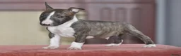 English Bull Terrier dogs for sale: Quality miniature english bull terrier pups - Advert 7