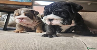 English Bulldog dogs - Advert 5