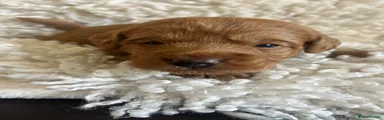 Labradoodle 6