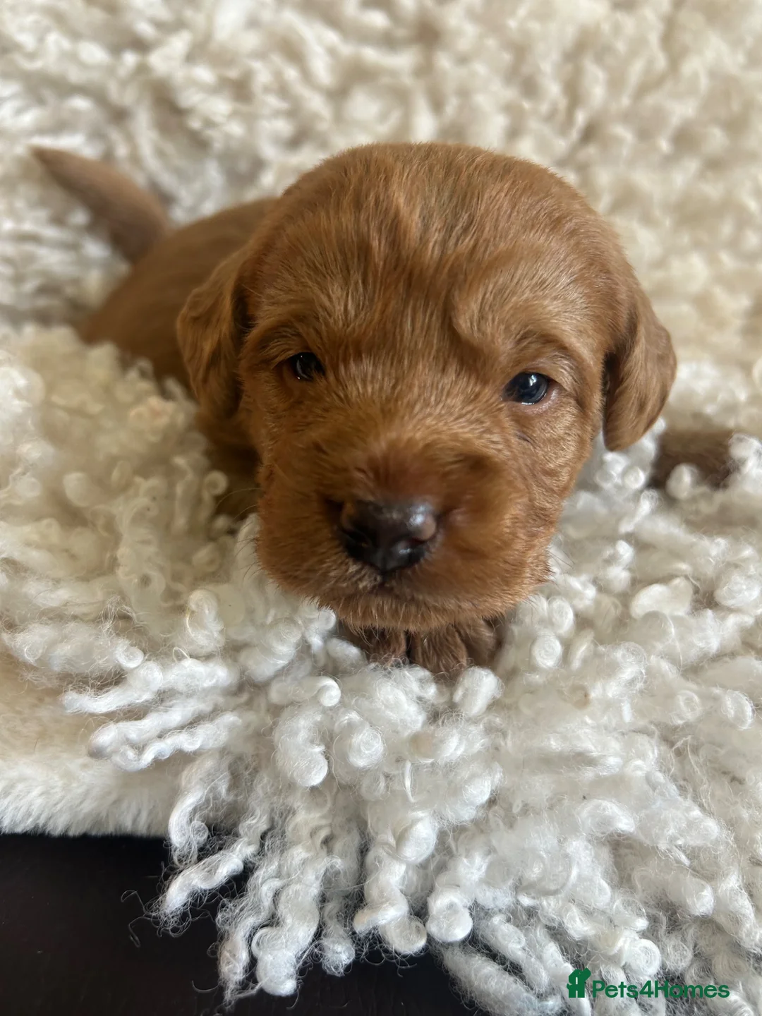 Labradoodle dogs for sale: LabaDoodle fully health tested parents  - Advert 2