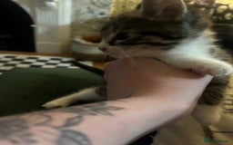 Domestic Shorthair cats for sale: BEAUTIFUL KITTENS FOR SALE, READY TO GO 29th AUG - Image 10