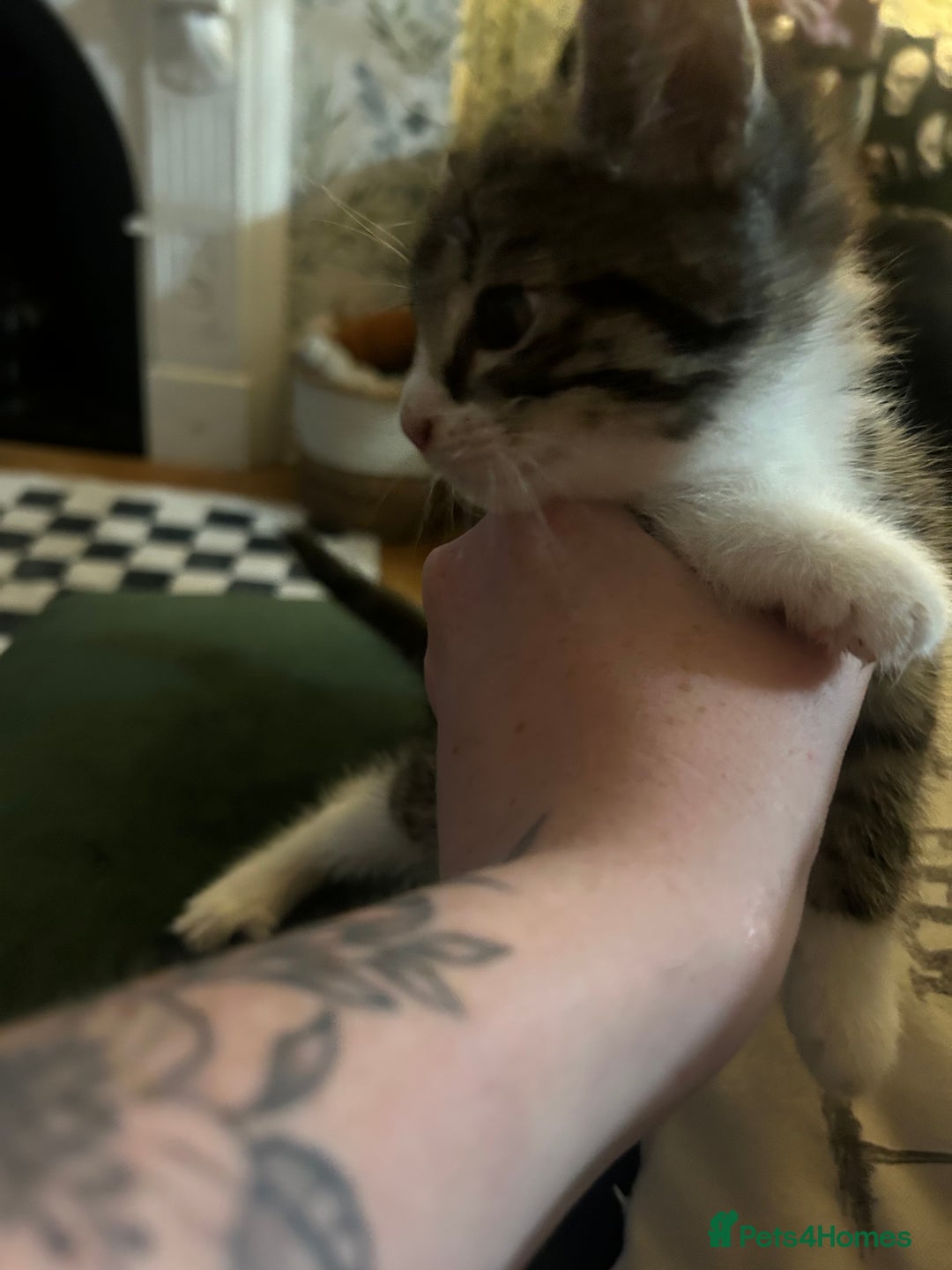Domestic Shorthair cats for sale: BEAUTIFUL KITTENS FOR SALE, READY TO GO 29th AUG - Image 10