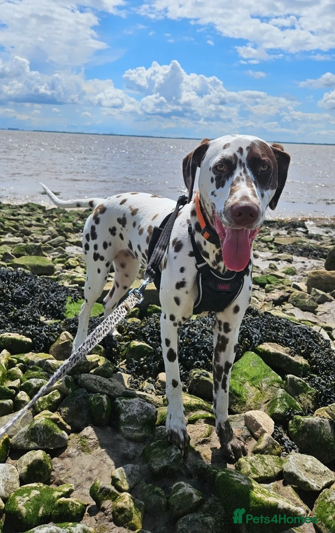 Dalmatian dogs for sale: 6 available friendly intelligent pups 😍 10.5.26 - Advert 2