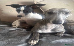 Mixed Breed dogs for sale: Wipet  - Image 1