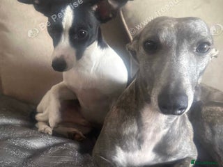 Mixed Breed dogs Wipet - Advert 5