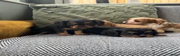 Cavalier King Charles Spaniel dogs for sale: Cavalier King Charles spaniel puppies. Ready now - Advert 4