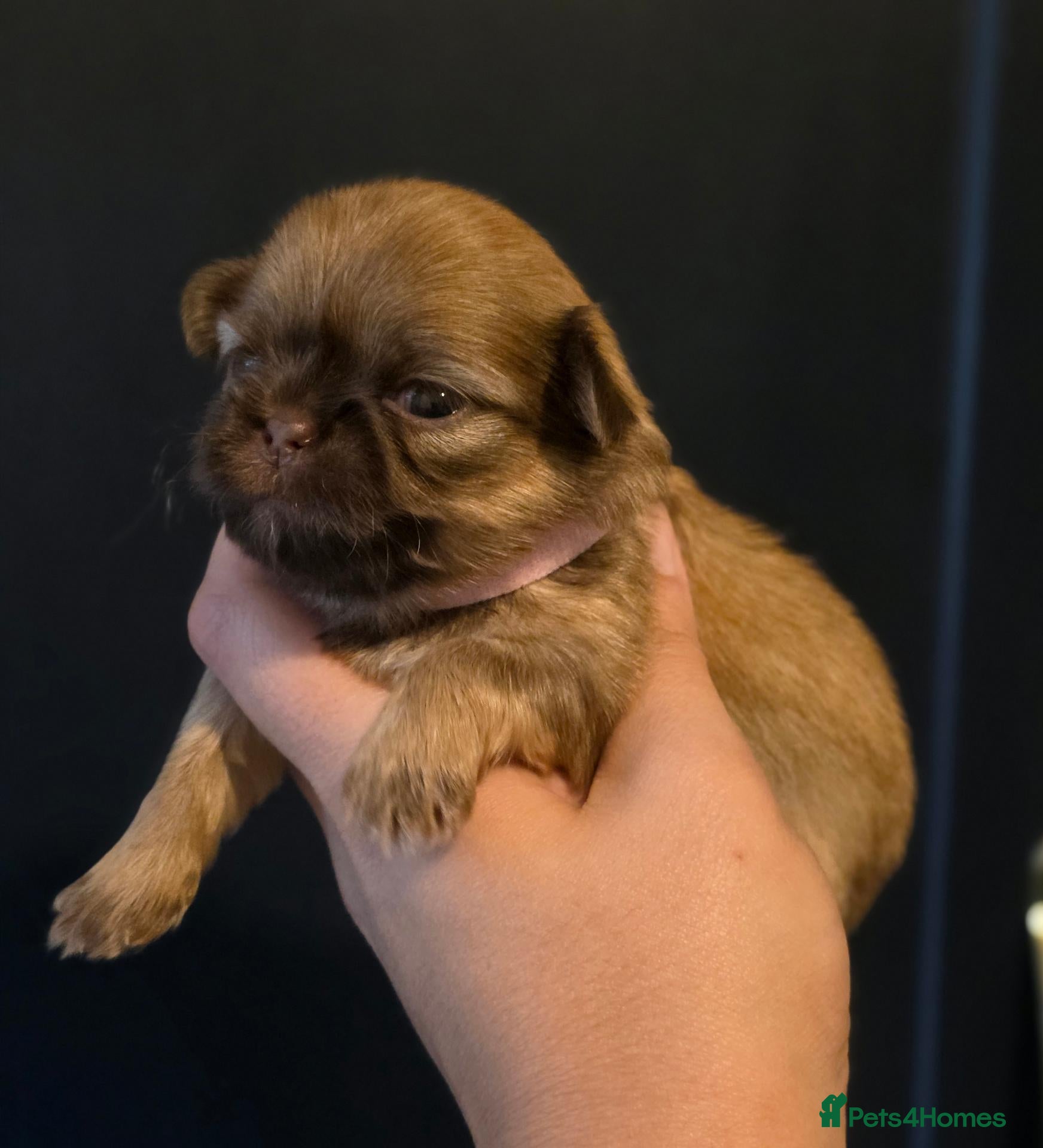 Shih Tzu dogs Beautiful Shih Tzu Puppies - Advert 11