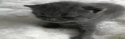 British Shorthair cats for sale: GCCF Blue and Bicolour Kittens  - Advert 8