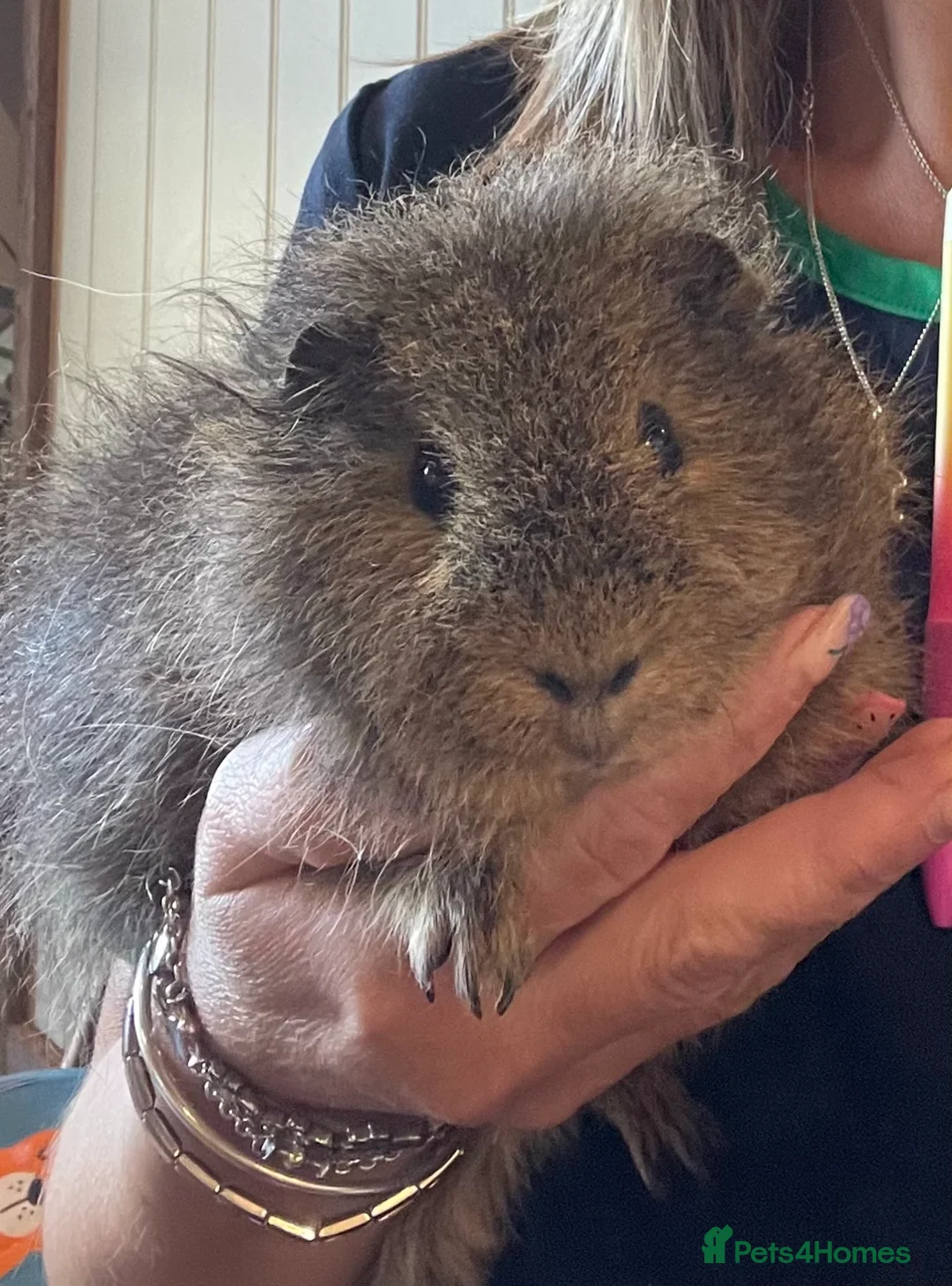 Guinea Pig rodents for sale: Pair of Male Guinea Pigs Seeking Forever Home - Advert 1