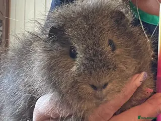 Guinea Pig rodents for sale: Pair of Male Guinea Pigs Seeking Forever Home - Advert 1