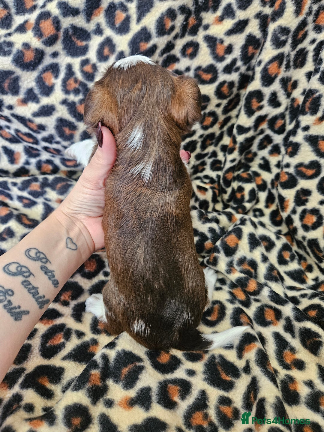 Yorkshire Terrier dogs for sale: 🤎 DNA tested parents 🤎 Yorkie puppies  - Advert 12