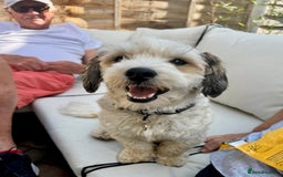 Mixed Breed dogs for adoption: Felipe  - Image 6