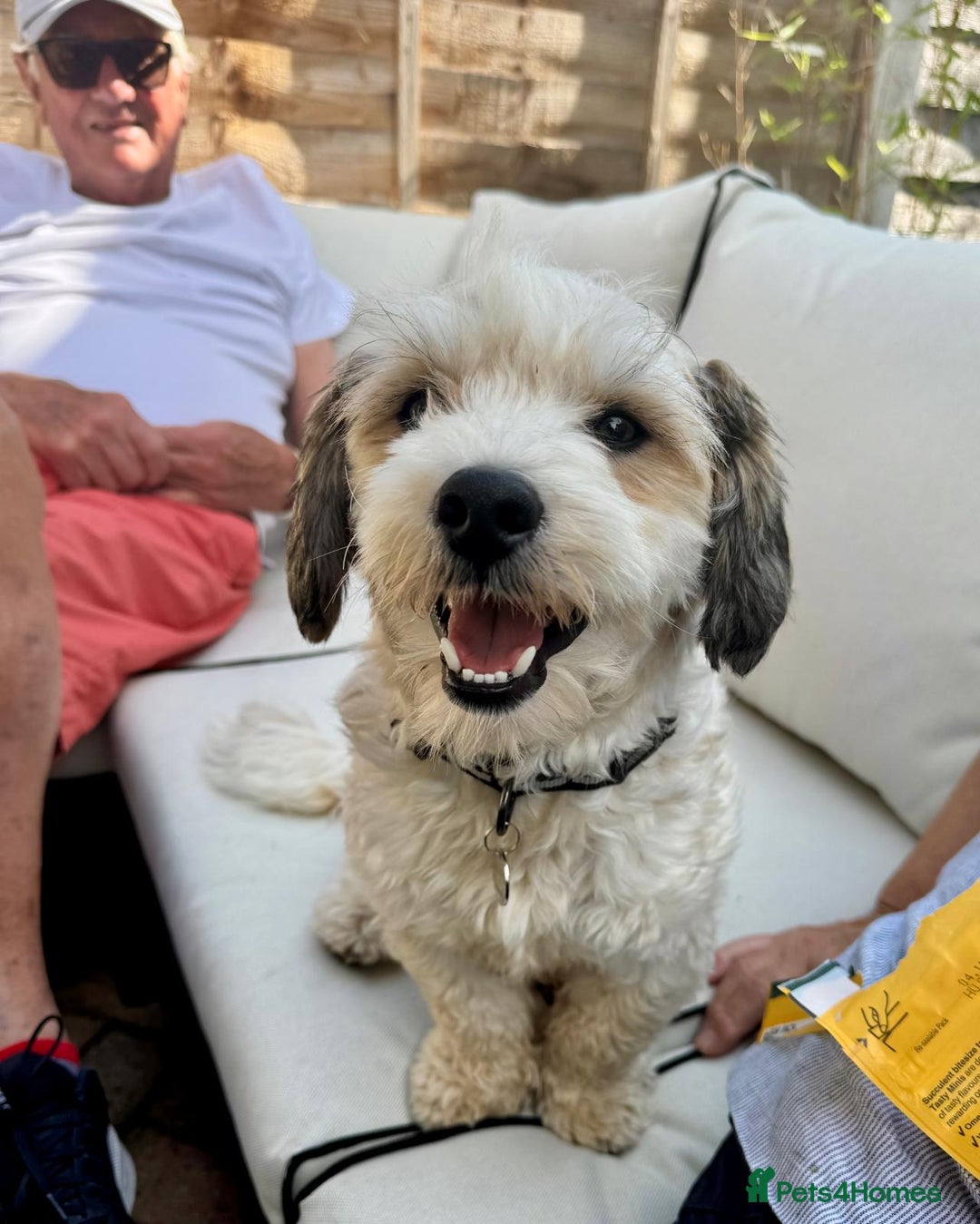 Mixed Breed dogs for adoption: Felipe  - Image 6