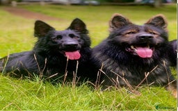 German Shepherd dogs for sale: German shepherd puppies  - Image 1