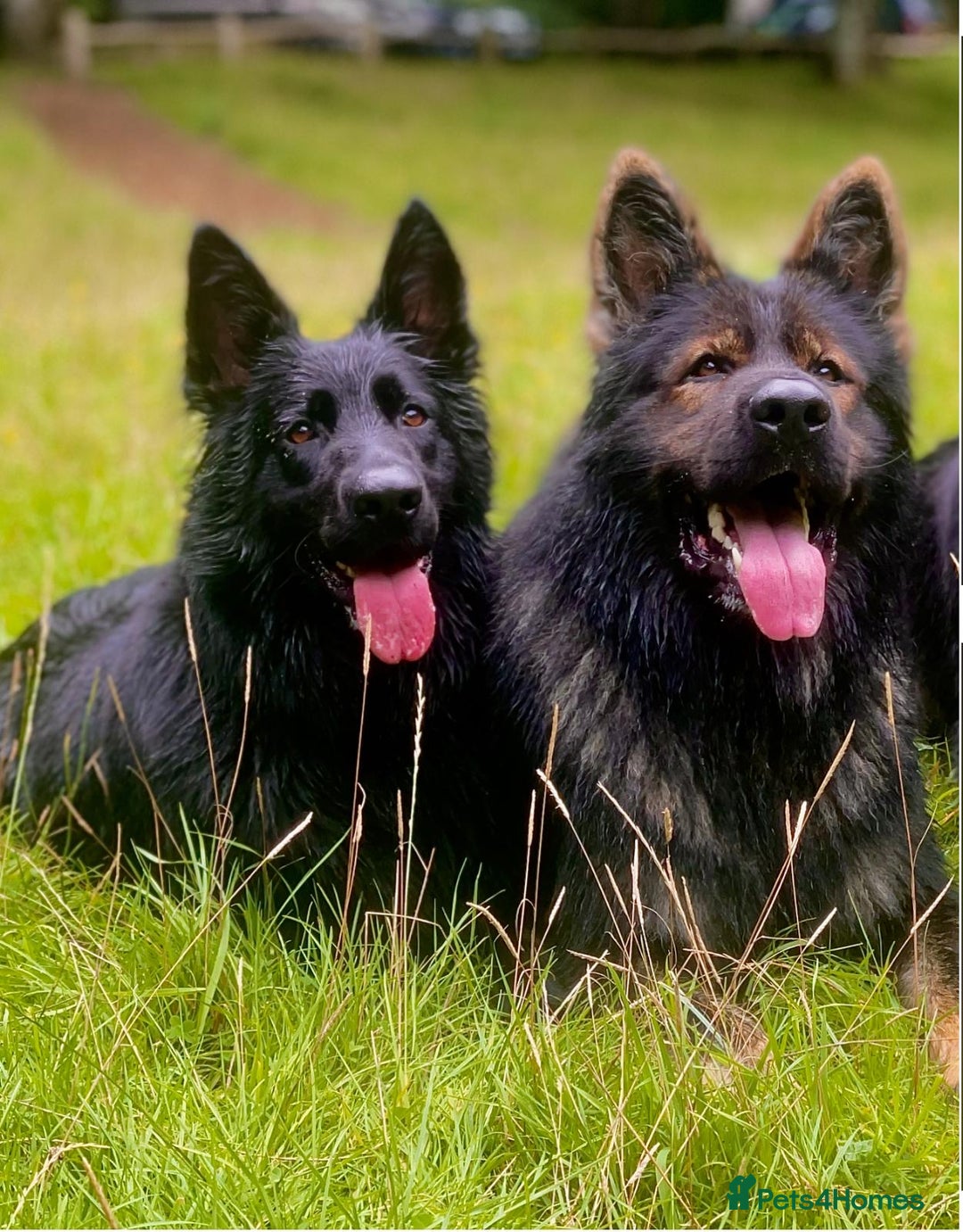 German Shepherd dogs for sale: German shepherd puppies  - Image 1