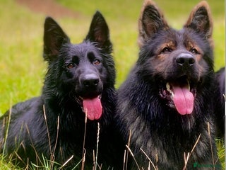 German Shepherd dogs for sale - Advert 1