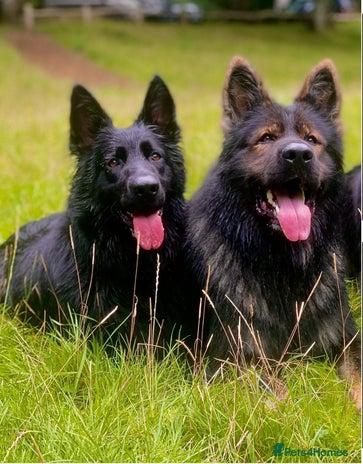 German Shepherd dogs - Advert 1