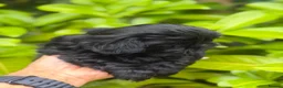 Shih Tzu dogs for sale: Stunning shihtzus  - Advert 13