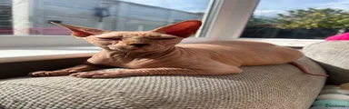 Bastet