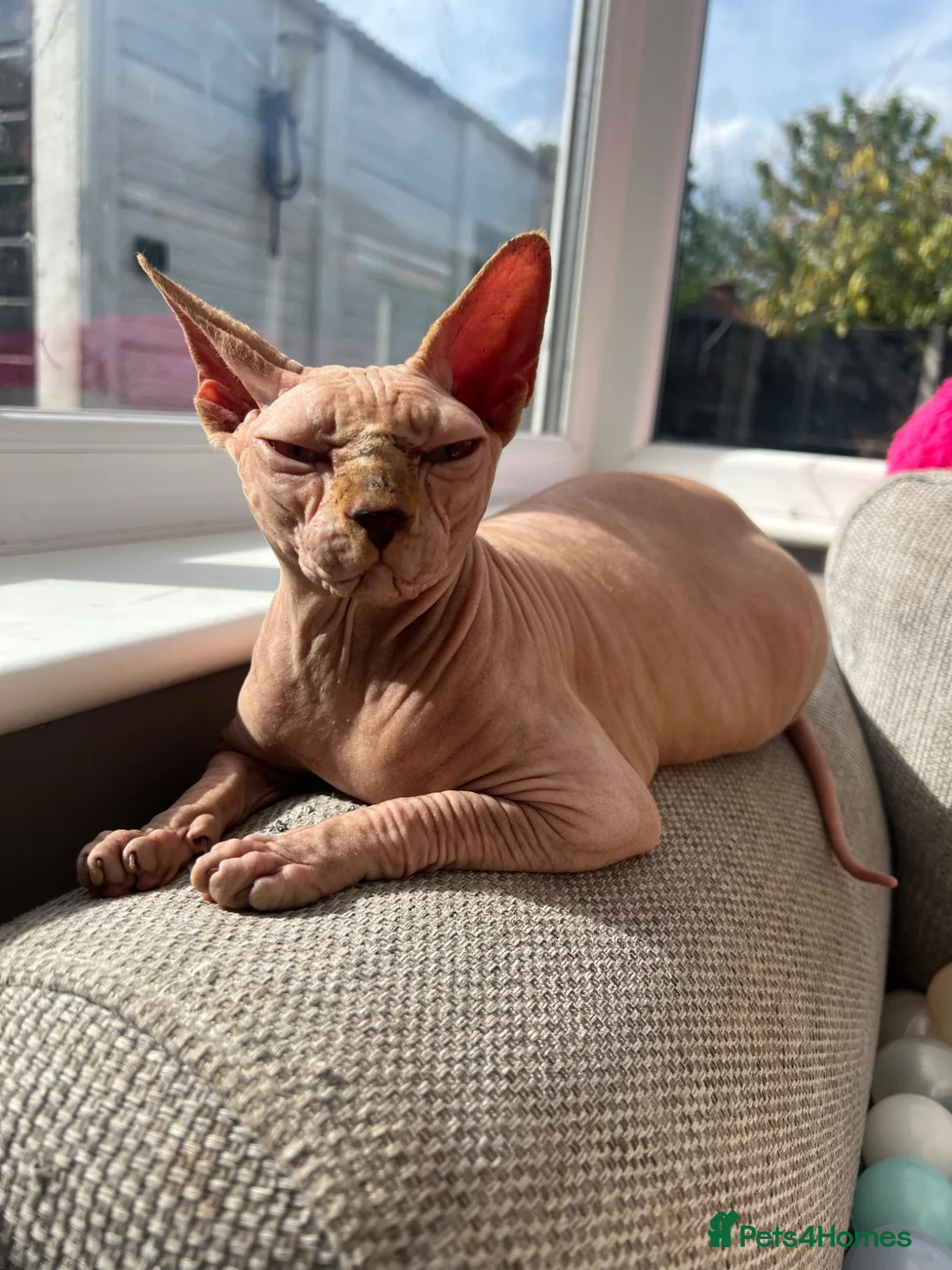 Sphynx cats for sale: Sphynx couple in need of loving home  in Derby - Advert 2
