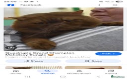 British Shorthair cats for sale: GCCF British Shorthairs rare fawn and cinnamon  - Image 6