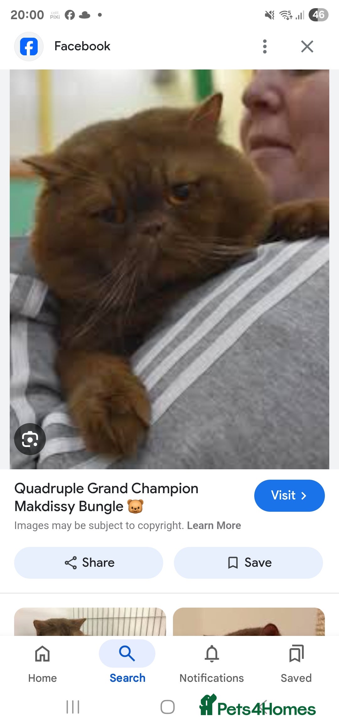 British Shorthair cats for sale: GCCF British Shorthairs rare fawn and cinnamon  - Image 6