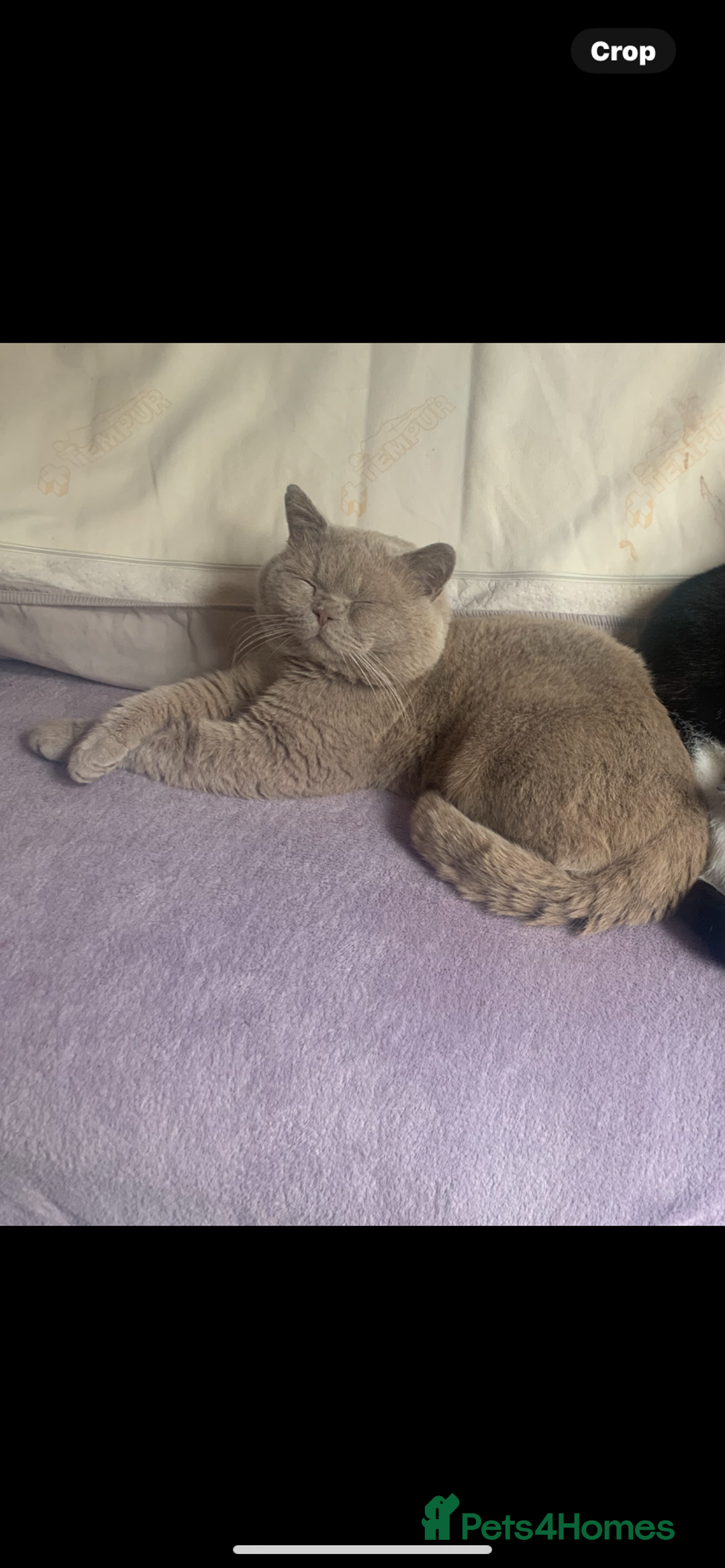 Persian cats for sale: cute 9wk old adorable bundle of joy Persian kitten - Advert 33