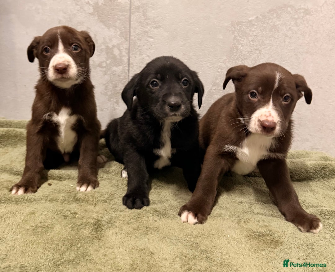 Mixed Breed dogs for sale: SURPRISE SURPRISE  - Advert 1