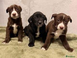 Mixed Breed dogs SURPRISE SURPRISE - Advert 1