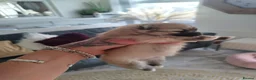 Pomeranian dogs for sale: Miss Helen  in Nottingham - Advert 7