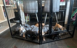 Staffordshire Bull Terrier dogs for sale: Beautiful Staffy pups  in Shrewsbury - Image 18