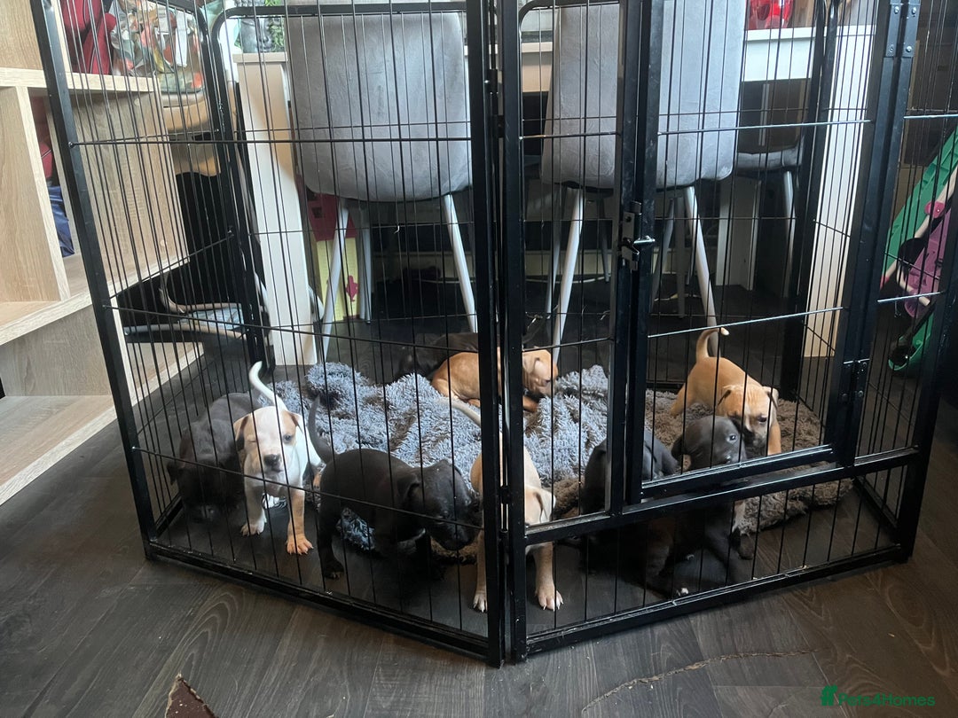 Staffordshire Bull Terrier dogs for sale: Beautiful Staffy pups  in Shrewsbury - Image 18