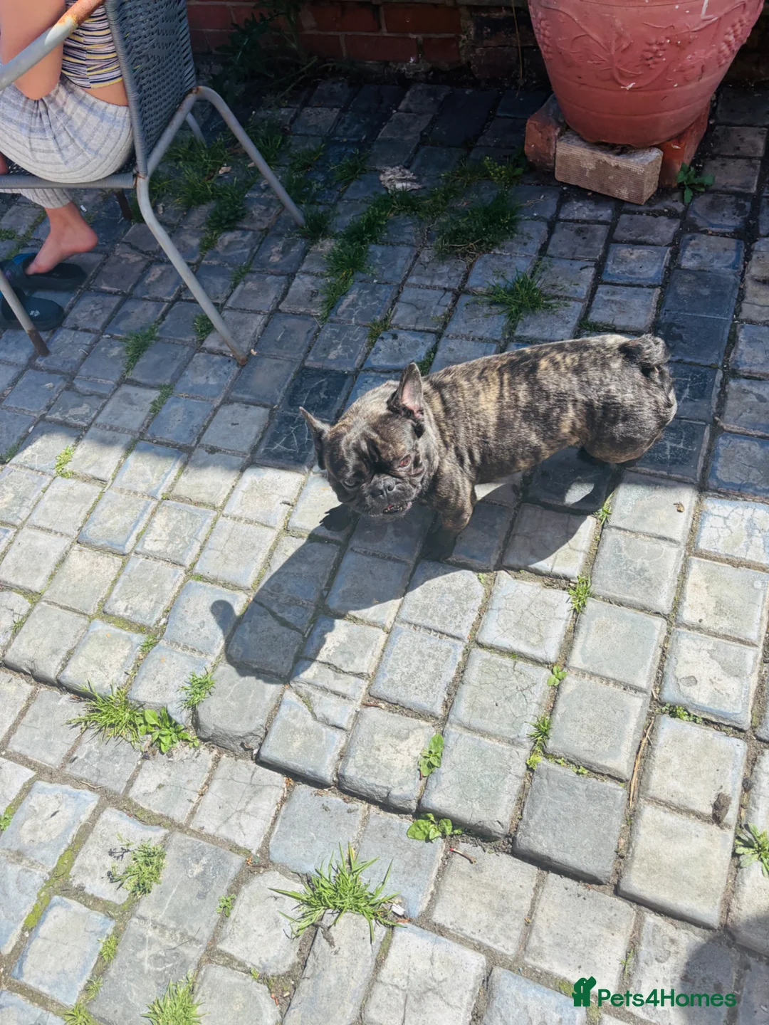 French Bulldog dogs for sale: Sell French bulldog in Middlesbrough - Advert 9