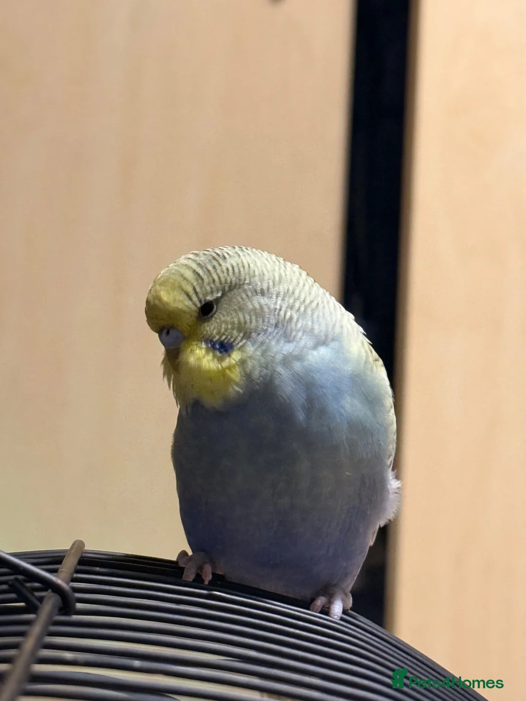 Budgerigars birds for sale: Budgie  in Dagenham - Advert 1