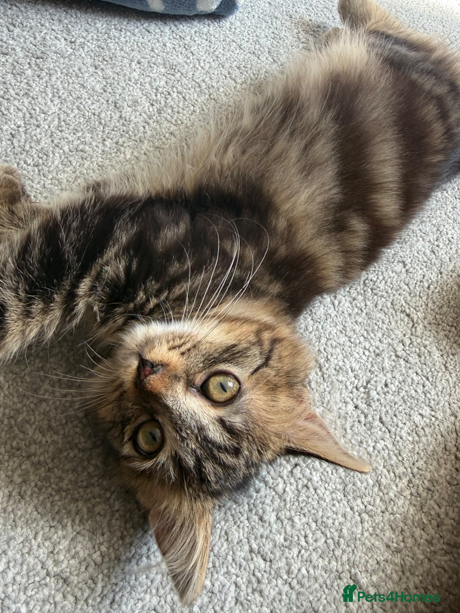 Mixed Breed cats Kittens  - Advert 5