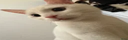 Mixed Breed cats for sale: 4 year old snowball mixed breed  in London - Advert 2