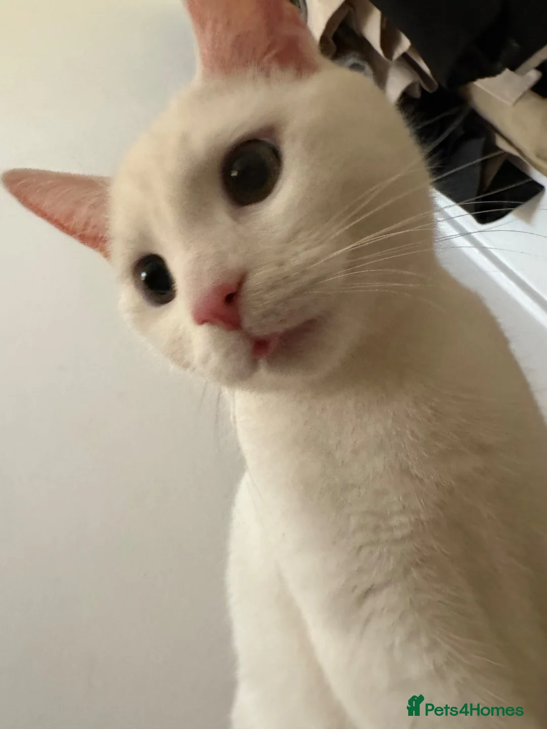 Mixed Breed cats for sale: 4 year old snowball mixed breed  in London - Advert 2