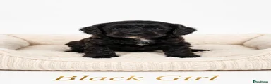 Cockapoo 6