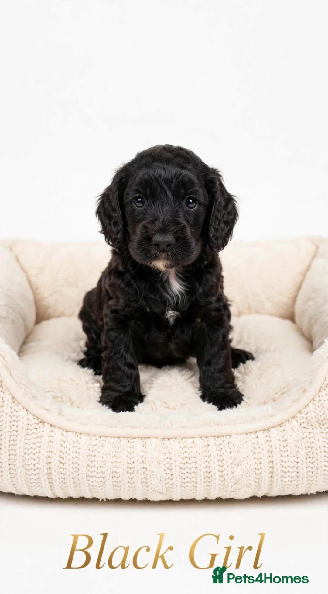 Cockapoo dogs for sale: F1 merl +cockapoo  - Advert 8
