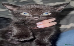Mixed Breed cats for sale: Kitten  - Image 1
