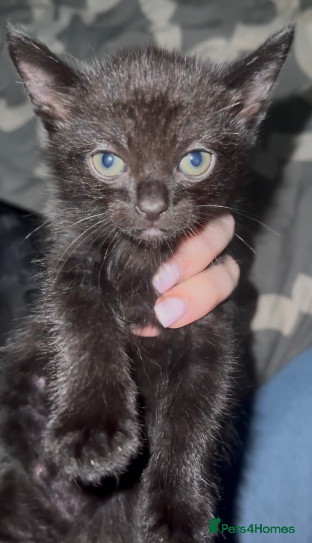 Mixed Breed cats for sale: Kitten  - Image 1