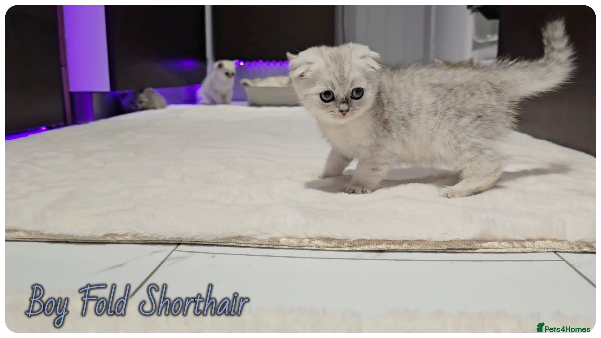 Scottish Fold cats Scottish Fold kittens - Advert 1