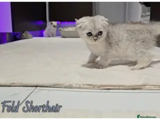 Scottish Fold cats Scottish Fold kittens - Advert 1