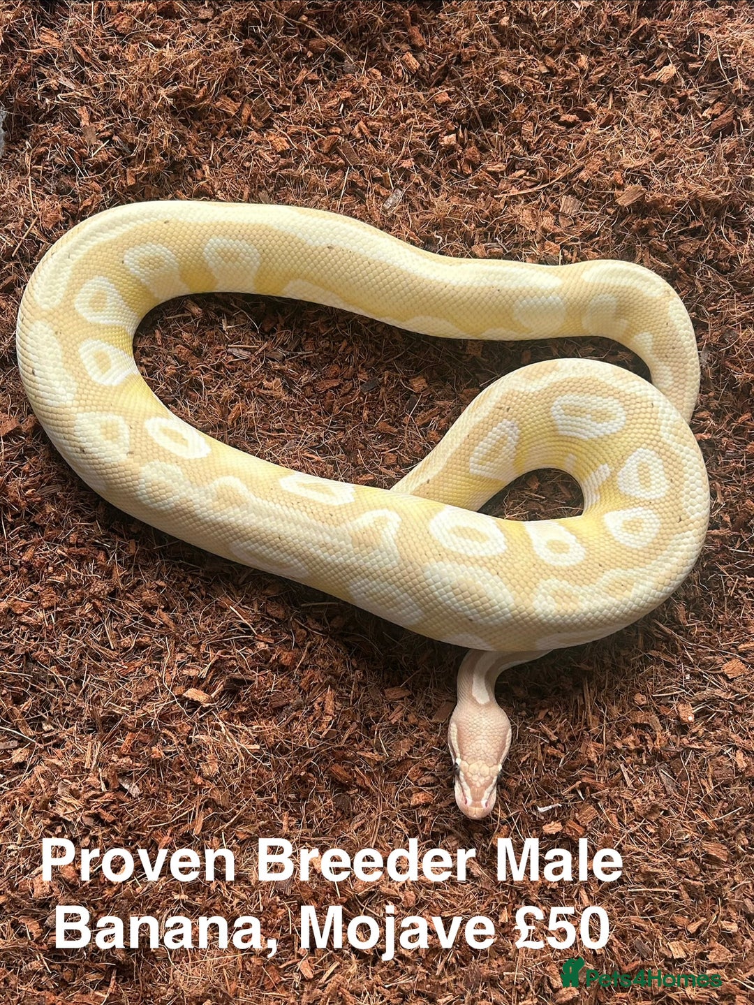 Python Snake reptiles for sale: Royal Pythons Various Ones Available  - Advert 4