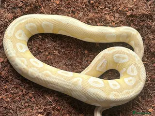 Python Snake reptiles Royal Pythons Various Ones Available - Advert 3