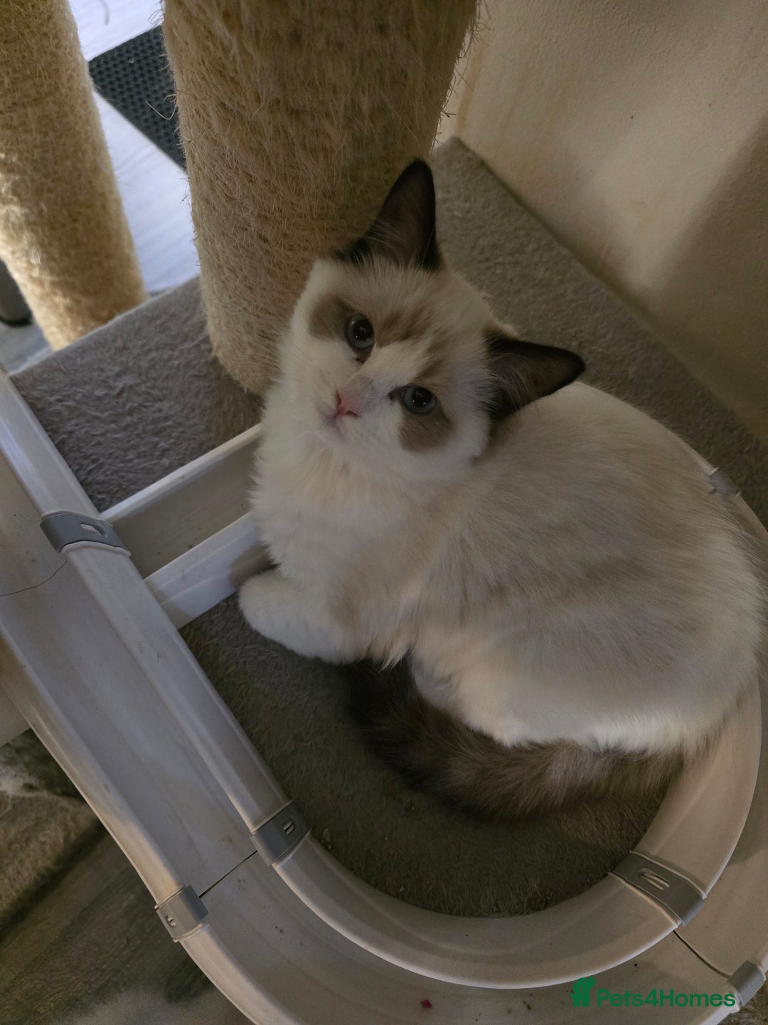 Ragdoll cats for sale: Gccf registered little Queens available 🥰 - Advert 25