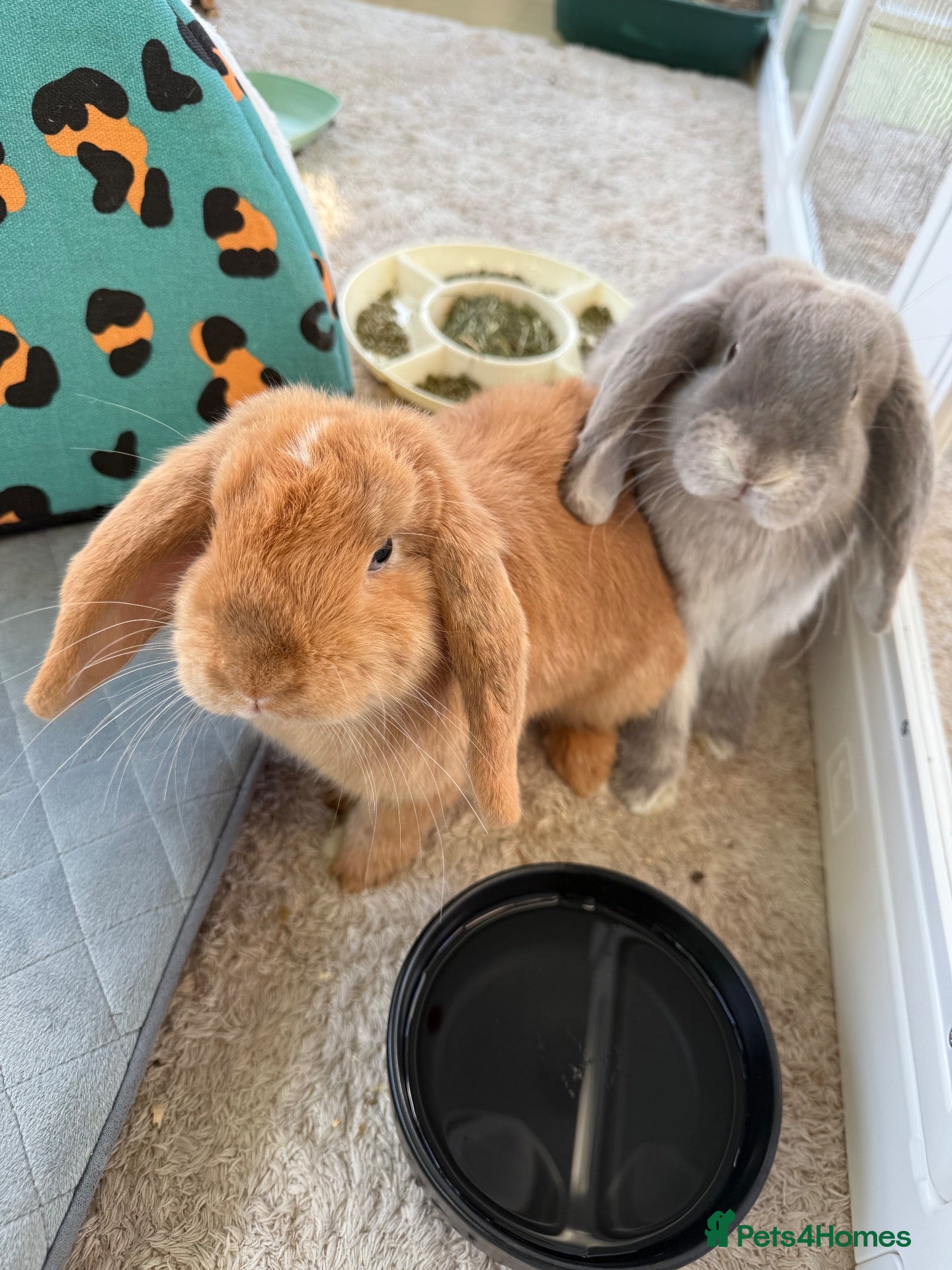 Mini Lop rabbits for sale: Rehoming 2 mixed pairs - Advert 2